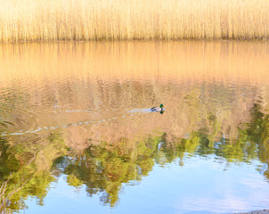 lake and duck