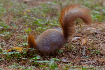 Red squirrel in the autumn coniferous forest