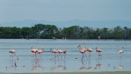 flamingos