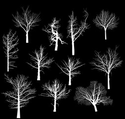 set of eleven bare trees isolated on black