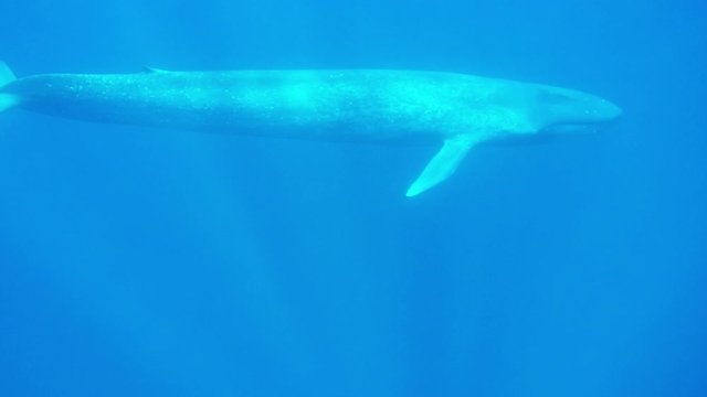 Blue Whale underwater video