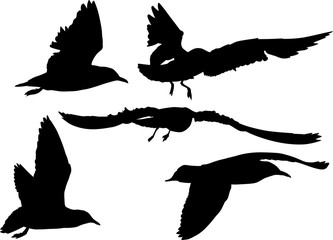 isolated black group of five seagulls silhouettes