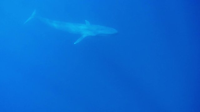 Blue Whale underwater video