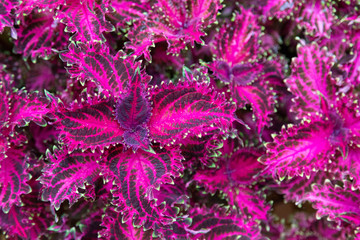 pink leaved plant of the genus coleus called Plectranthus scutellarioides