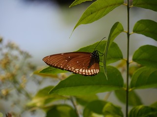 Fototapeta premium Side view of a brown butterfly sucking nectar from a yellow flower in a garden
