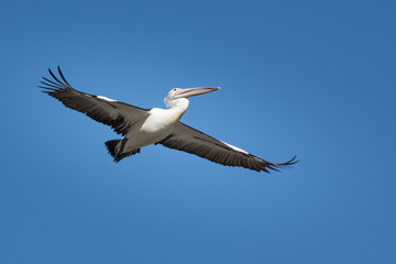 Fototapeta na wymiar Australian Pelican in fligh, soaring across a clear blue sky.