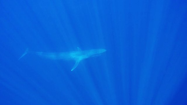 Blue Whale underwater video