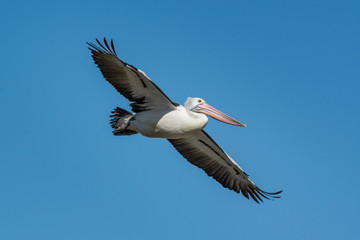 Australian Pelican soaring high in blue sky, flight.