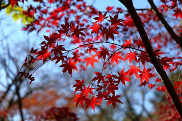 紅葉