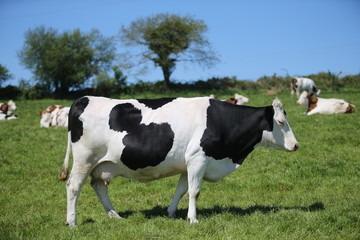 Vaches en Bretagne
