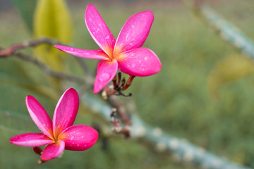 Plumeria.Fresh pink flowers