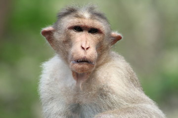 Old Mountain Monkey gives some reaction 