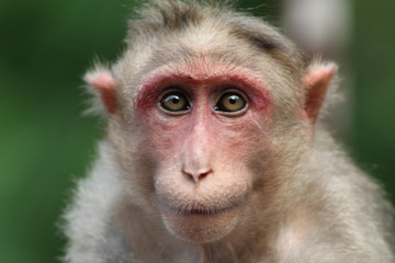 Mountain Monkey gives shocking look