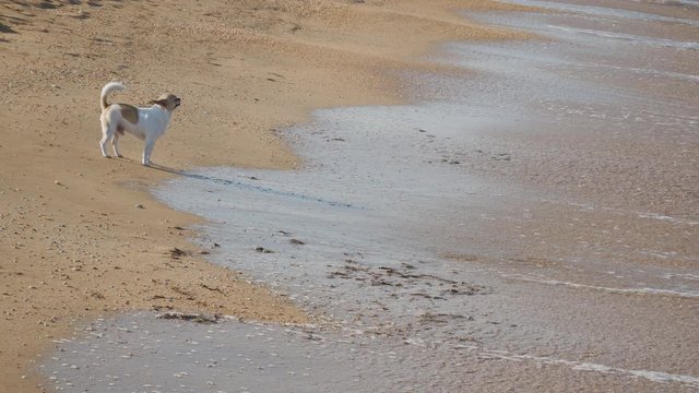 happy shorthair chihuahua runs fast along the sandy beach on the coast playing with the waves