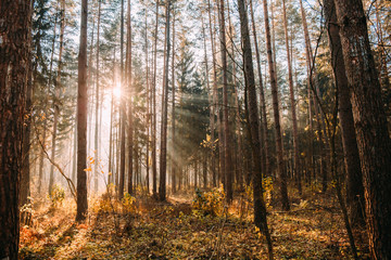 Landscape of deciduous forest on a foggy autumn morning.