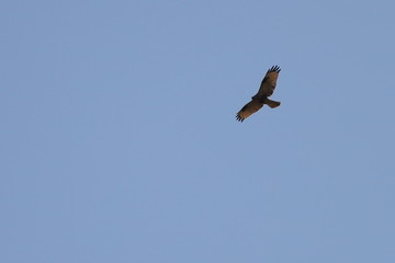 Black kite (Milvus migrans) flying on sky background. Bird of prey in the wilds.