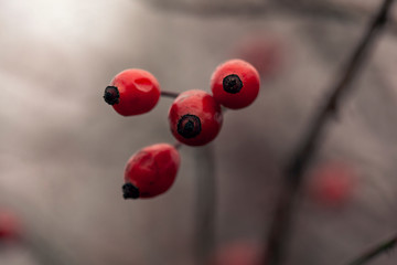Red rosehip berries on a cloudy autumn day; blurred beige background; close-up