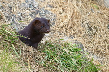 Wild mink looking from burrow. Mustela lutreola - wild predatory furry animal hunting in natural habitat. 