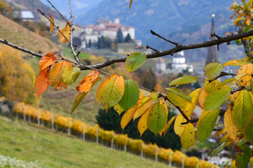 red and yellow leaves on trees during fall season near Villandro. Bolzano, Italy.
