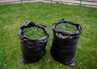 Mowing a household garden lawn with black bag of grass clippings.