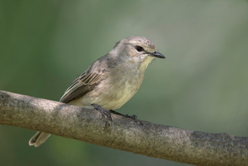 African Grey Flycatcher, Bradornis microrhynchus,  Kenya, Africa