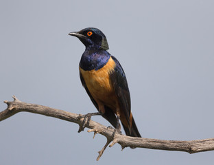 Golden Starling, Lamprotornis regius, Kenya, Africa,