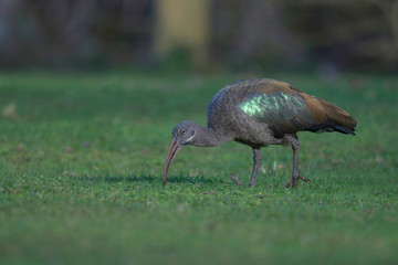 Hadada Ibis, Bostrychia hagedash, Kenya, Africa