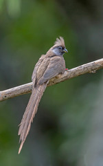Speckled Mouse Bird,  Colius striatus, Kenya, Africa