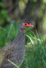Red necked Spurfowl, Francolinus afer, Kenya, Africa