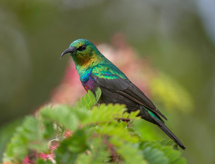 Sunbird, Kenya, Africa