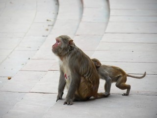 Obraz premium Sideview of a mother and a baby monkey