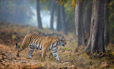 Fototapeta na wymiar Choti tara tiger with radiocollar at Tadoba, Maharashtra, India