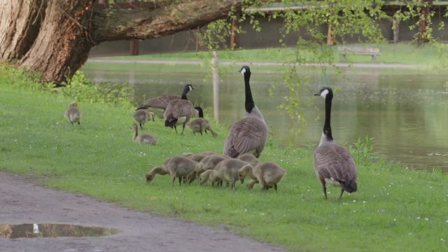 G&auml;nsemutter verteidigt ihre K&uuml;ken