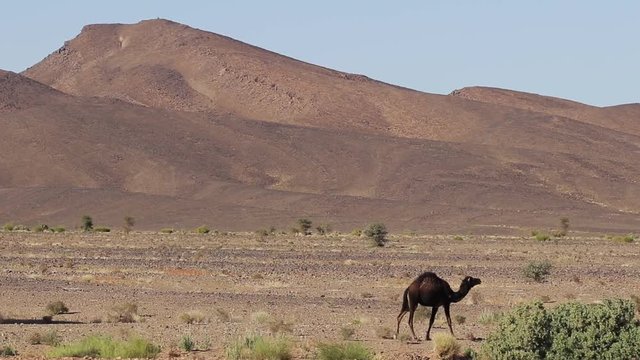 Kamel vor Berg