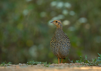 Black Francoline, Francolinus francolinus, Female, Sattal, India