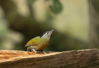 Grey Headed Woodpecker, Picus canus, Female, Sattal, India