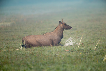 Nilgai or blue bull is the largest Asian antelope and is endemic to the Indian subcontinent, Bharatpur, Rajasthan, India