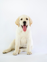 Little Labrador puppy isolated on white background