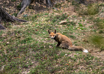 Naklejka na ściany i meble Himalayan Red Fox, Vulpes vulpes, Chopta, Garhwal, Uttarakhand, India