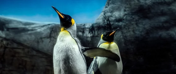 Gordijnen Group of king penguins on South Georgia Island Antarctica, sky and ice mountain background © Win