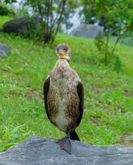 duck on grass