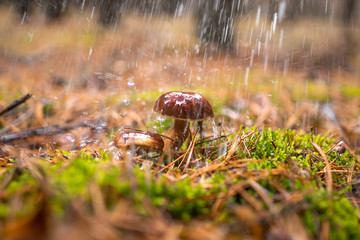 Beautiful mushrooms under the rain in the forest. Autumn season. Little fresh mushrooms on moss, growing in Autumn Forest