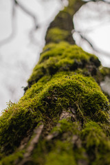 Close up of a tree covered with green moss