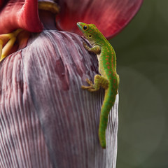 Little gecko on a banana palm flower