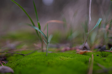 Moss close up. Moss in the forest. Macro shot. Juicy greens grass.