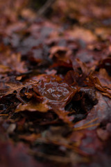Rain drop on autumn leaves nature background. Nature background of autumn leaves. Tree leaves nature background.