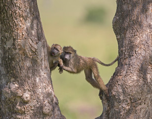 Baboon Playing on Tree, Maasai Mara, Africa