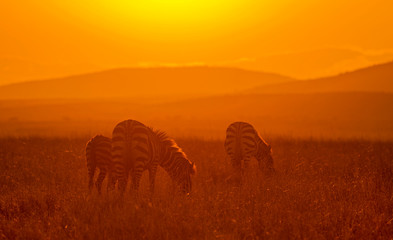 Zebra at Sunrise, Africa