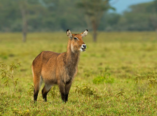 Waterbuck Female,Kobus ellipsiprymnus,  Africa