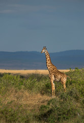 Giraffe in Golden light, Maasai Mara, Africa